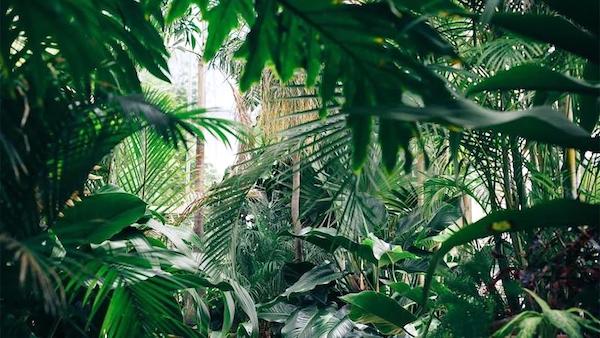 jungle600 jungle600